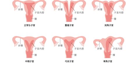 自然妊娠の仕組みと不妊の原因｜北見 不妊症外来｜中村記念愛成病院