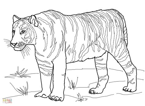 Tiger Coloring Pages Realistic At Free