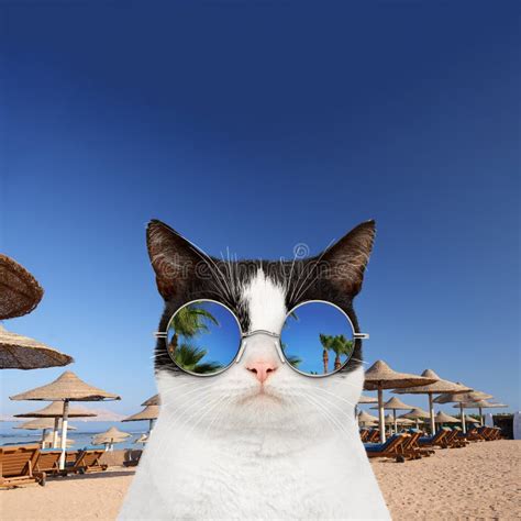 Black And White Cat In Round Sunglasses On The Beach Stock Photo