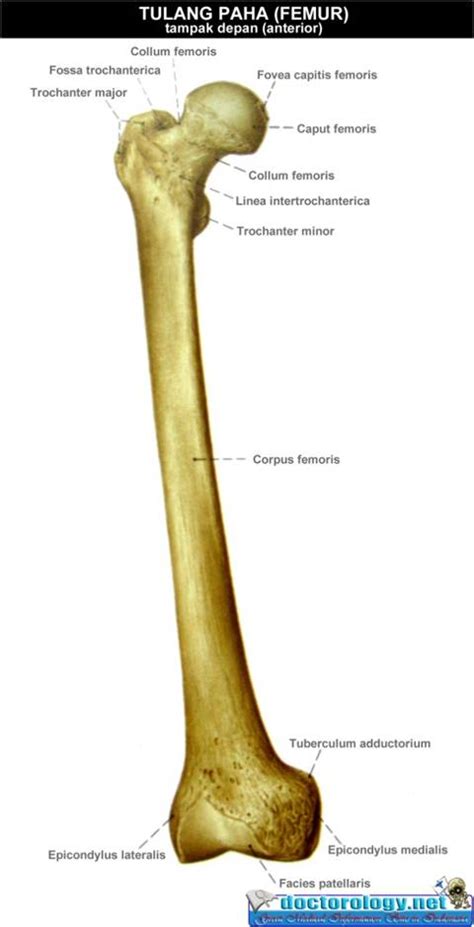 Fraktur Femur