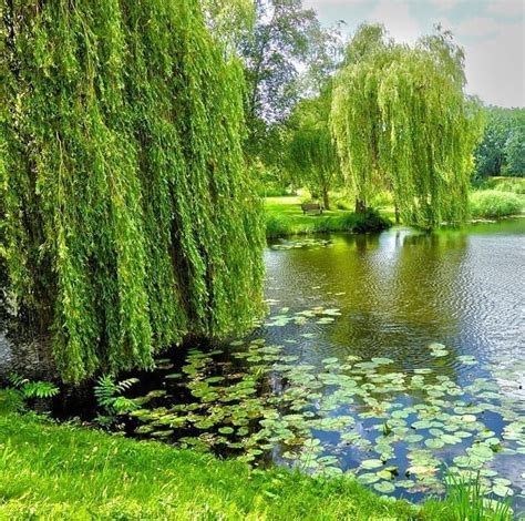 Best Trees To Plant Near Ponds Koi Pond Trees Pond Informer Pond