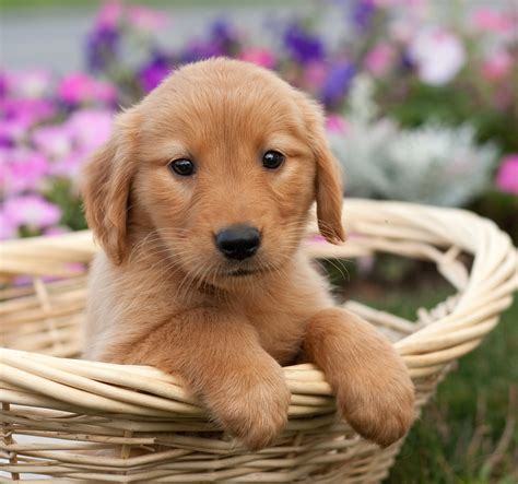 Look at pictures of golden retriever puppies who need a home. Pictures Of Golden Retrievers - Golden Retriever Photo Gallery