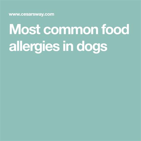Most Common Food Allergies In Dogs Cesars Way Most Common Food