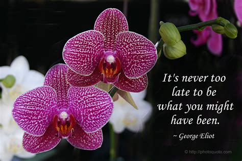 Orchid Quotes Sayings Quotesgram