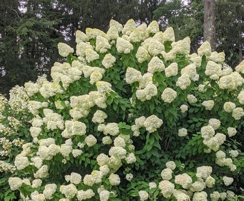 Blooming White Hydrangeas And Other Lush Plantings The Martha Stewart