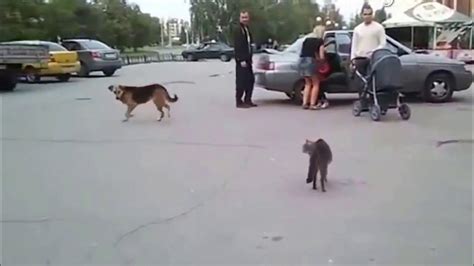 Super Funny Crazy Cats Attacking Dogs Again 2 Cats Funniest Attack