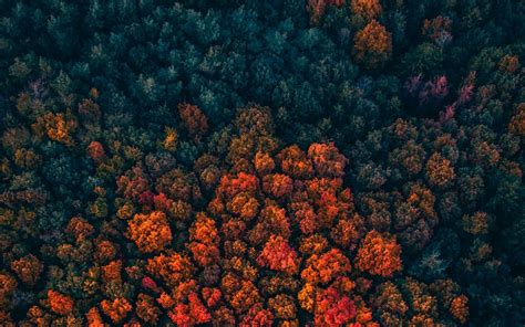 Download Wallpaper 1280x800 Forest Trees Aerial View Autumn Autumn