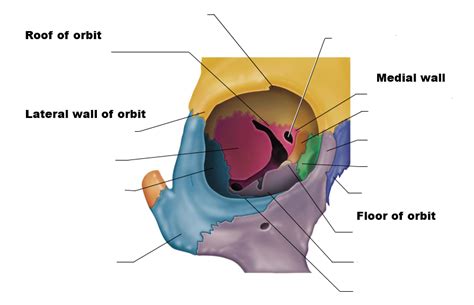 Bones Of The Orbit Anatomy Foramina Walls And Diagram 43 Off