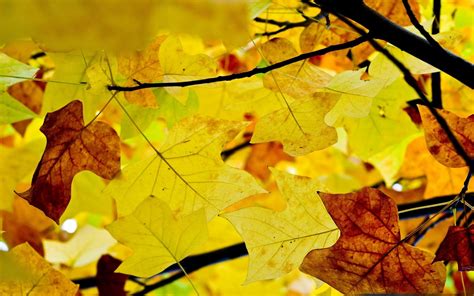 Leaves Branches Autumn Wallpaper Coolwallpapersme