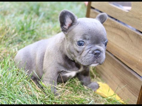The frenchie makes a great family pet! Exquisite French Bulldogs - French Bulldog Puppies For Sale