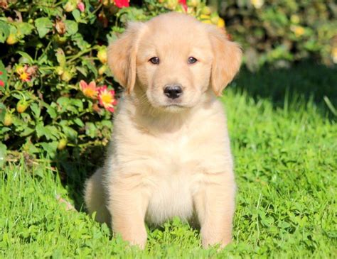 As a puppy, the goldador may look deceptively petite. Golden/yellow lab puppy | Dundee, Angus | Pets4Homes