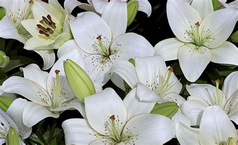 White Lilies Wallpaper