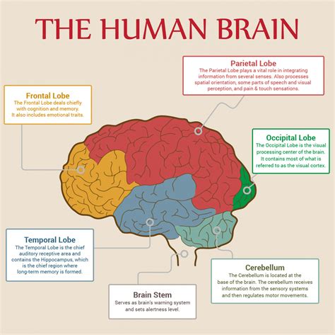 Parts Of The Brain And Their Functions Diagram Aflam Neeeak