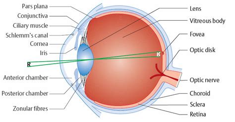Schematic Representation Of The Basic Anatomy Of The Human Eye 4
