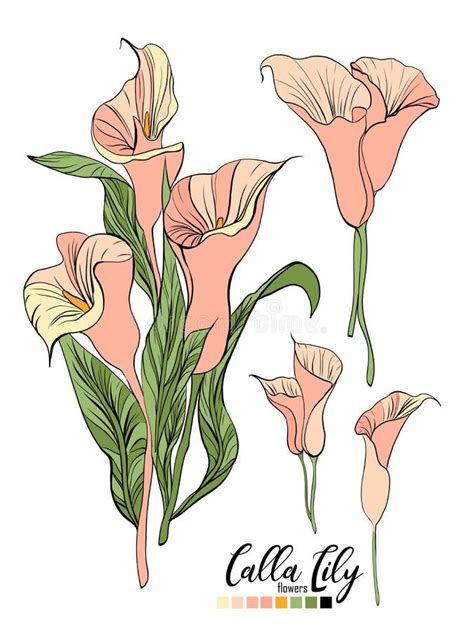 Vector Bouquet Calla Lily Flower Stock Illustrations 1 036 Vector