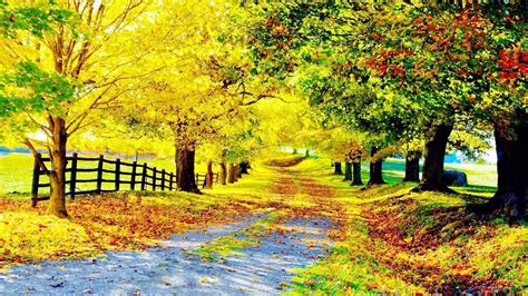 Beautiful Tree Road Nature Photo Wallpapers Hd Desktop