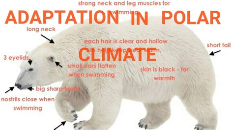 Adaptation In Polar Climate Adaptation Of Polar Bear And Penguin
