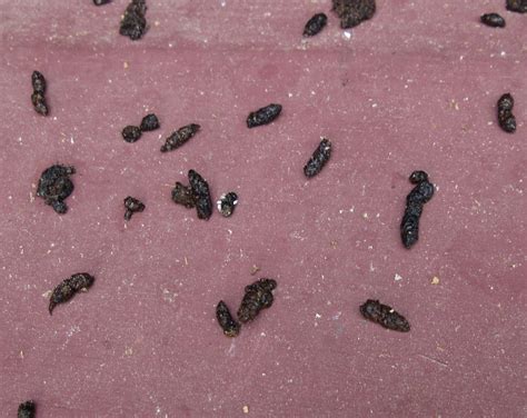 What Do Bat Droppings Look Like