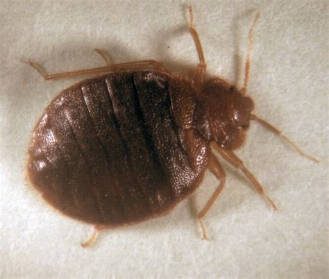 What Do Bed Bugs Look Like What Does It Look Like Find Out Here
