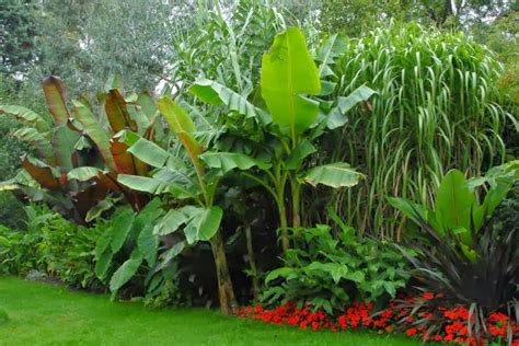 Cold Hardy Exotic Plants For That Tropical Garden Effect