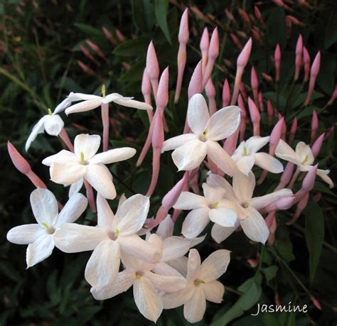 Chinese Language Jasmine Plant Care Develop Jasminum Polyanthum