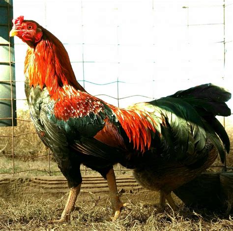 Gamefowl Farms In Tennessee