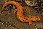 11 Surprising Facts About Salamanders