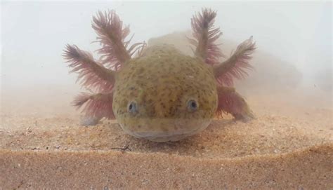 Breeding Axolotls Your Guide To How To Care For And Breed To Egg Laying