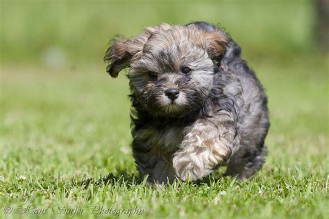 30 Cutest Pictures Of Havanese Puppies Stuffmakesmehappy