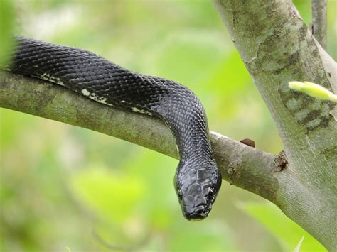 Free Picture Black Rat Snake