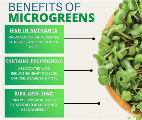 What Are Microgreens Garden Of Gaea