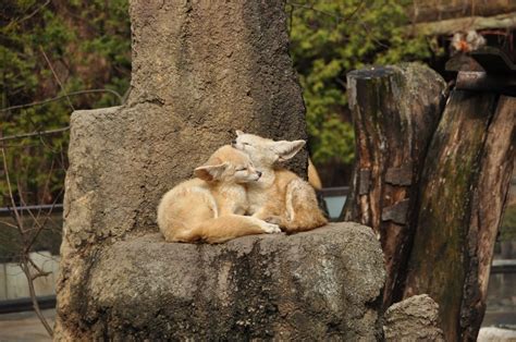 So, answering the question of what foxes eat can be more complicated than just meat and plants. What Do Fennec Foxes Eat in the Wild and in Residential ...