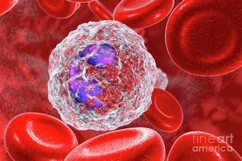 Eosinophil White Blood Cell Photograph By Kateryna Konscience Photo