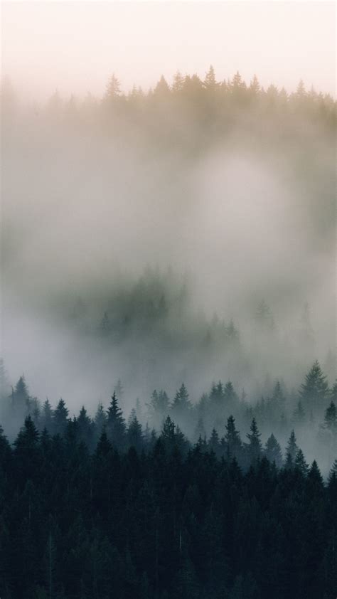 Aesthetic Foggy Forest Wallpaper Capsulas953