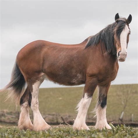 Clydesdale Horses Price What You Need To Know Ownthehorse