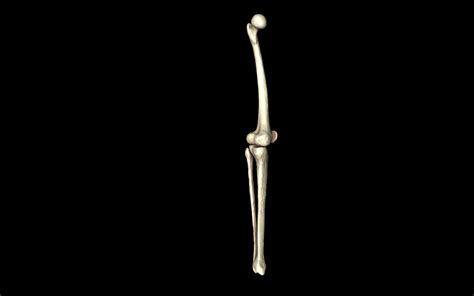 Knee Joint Femur Tibia Fibula 3d Models 3d Model Animated Cgtrader