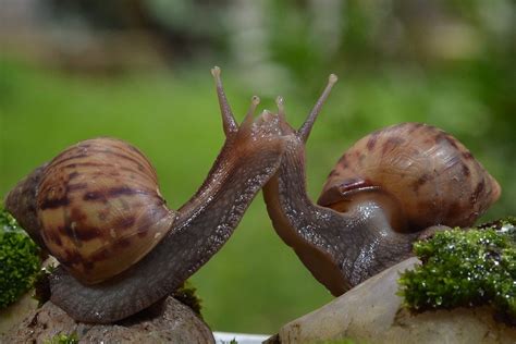 Kiss Snails Wallpapers High Quality Download Free