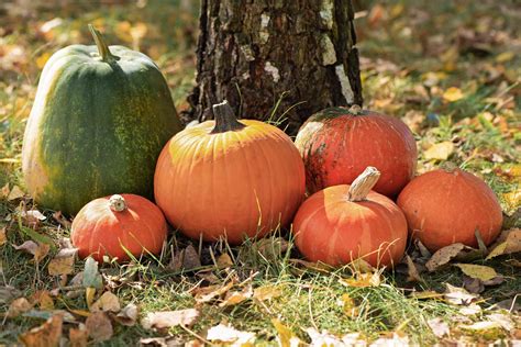 Identifying And Choosing The Best Types Of Pumpkins