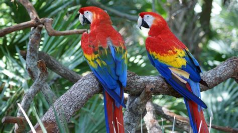 Endangered Birds In The Rainforest