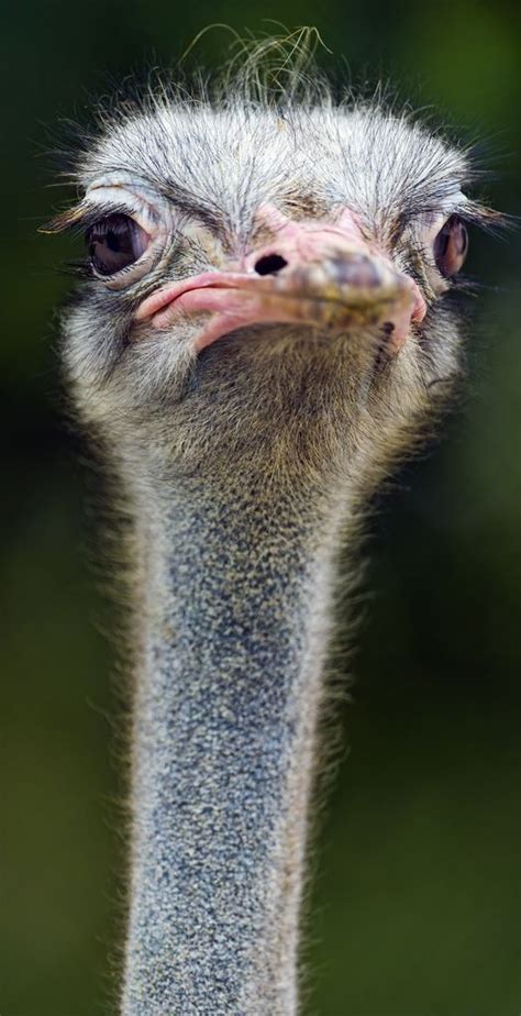 Long Neck Ostrich Animals Beautiful Ostriches Animal Faces