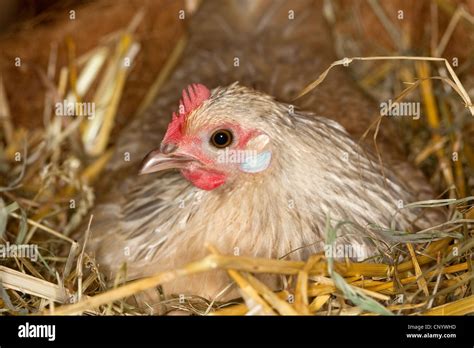 Domestic Fowl Gallus Gallus F Domestica Breeding Hen In A Henhouse