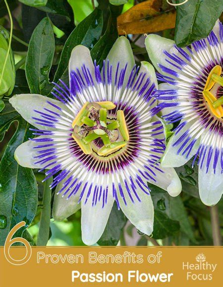 6 proven benefits of passion flower healthy focus