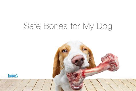 Safe Bones For Dogs Darwins Natural Pet Products Darwins Natural