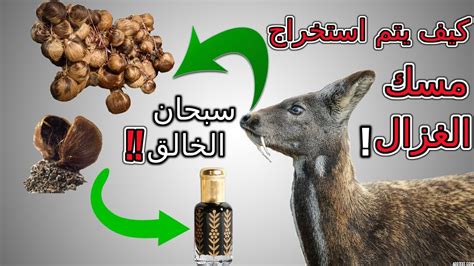 سعر العنبر في المغرب