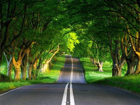 Asphalt Road Between Green Trees During Daytime Hd Wallpaper