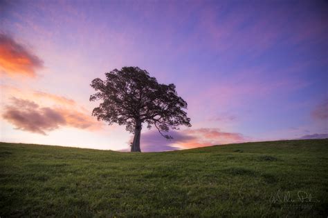 Lone Tree Sunset William Patino Photography