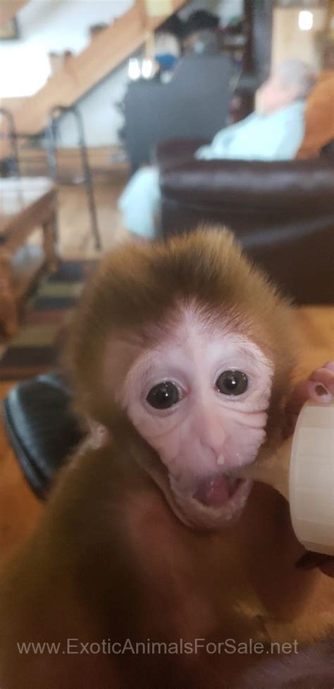 Rhesus Baby Males For Sale