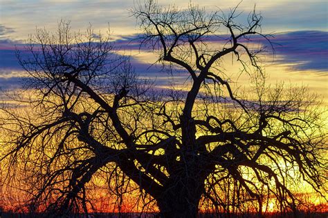 Morning Woods Photograph By James Bo Insogna Fine Art America