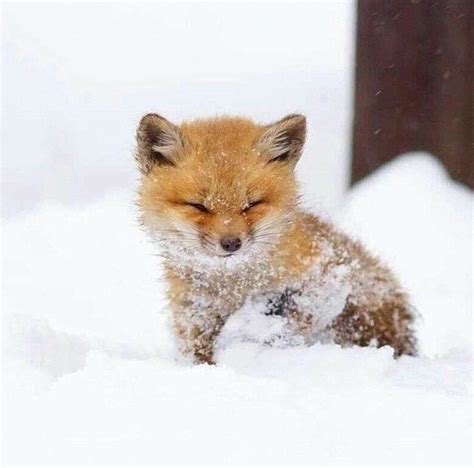 Please Follow Awe What A Cute Baby Fox Littlefox Babyfox Kit