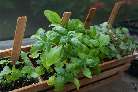 How To Grow Herbs Indoors P Allen Smith